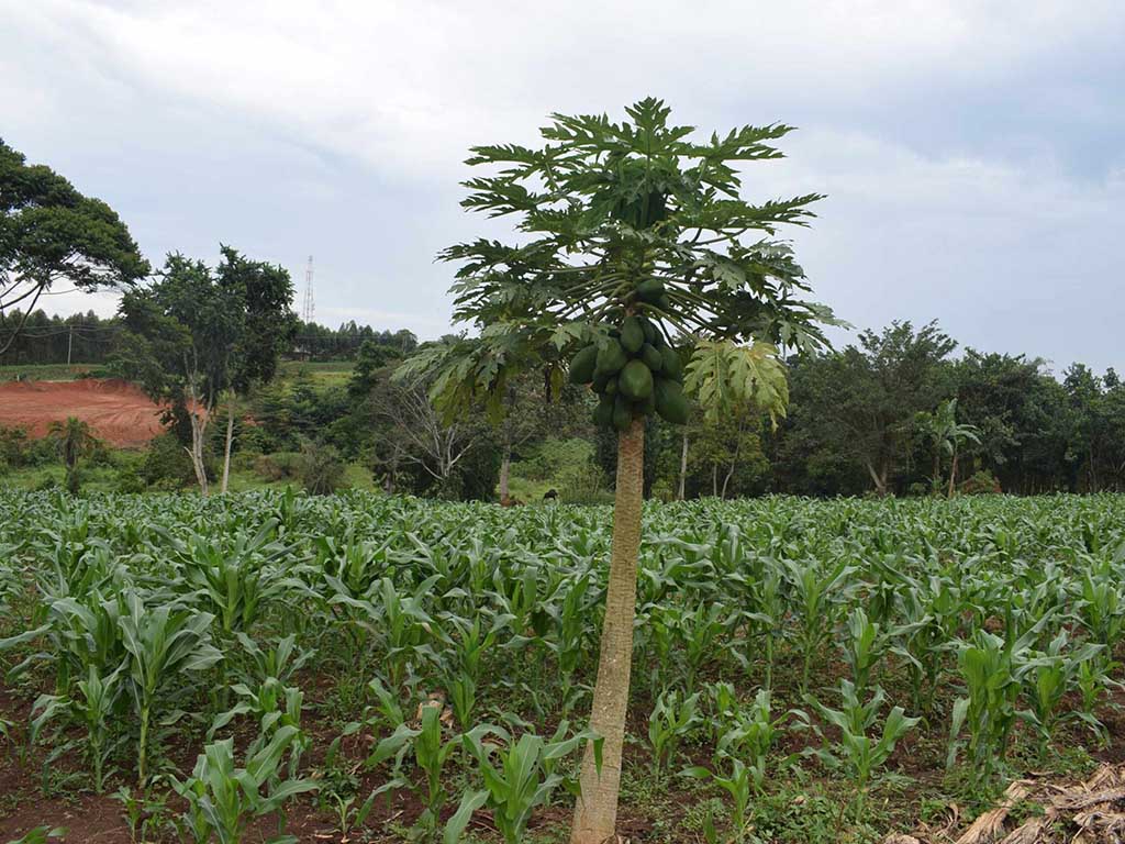 Farming and enterprise at Hope for Youth